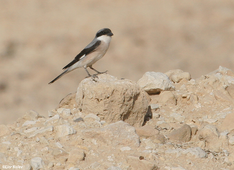  חנקן שחור מצח Lesser Grey Shrike Lanius minor                                 קטורה,הערבה,מאי 2007
